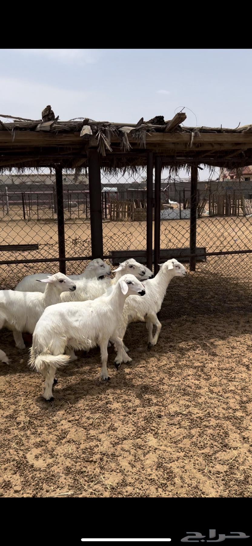 Sheep and Rams64243170093826110