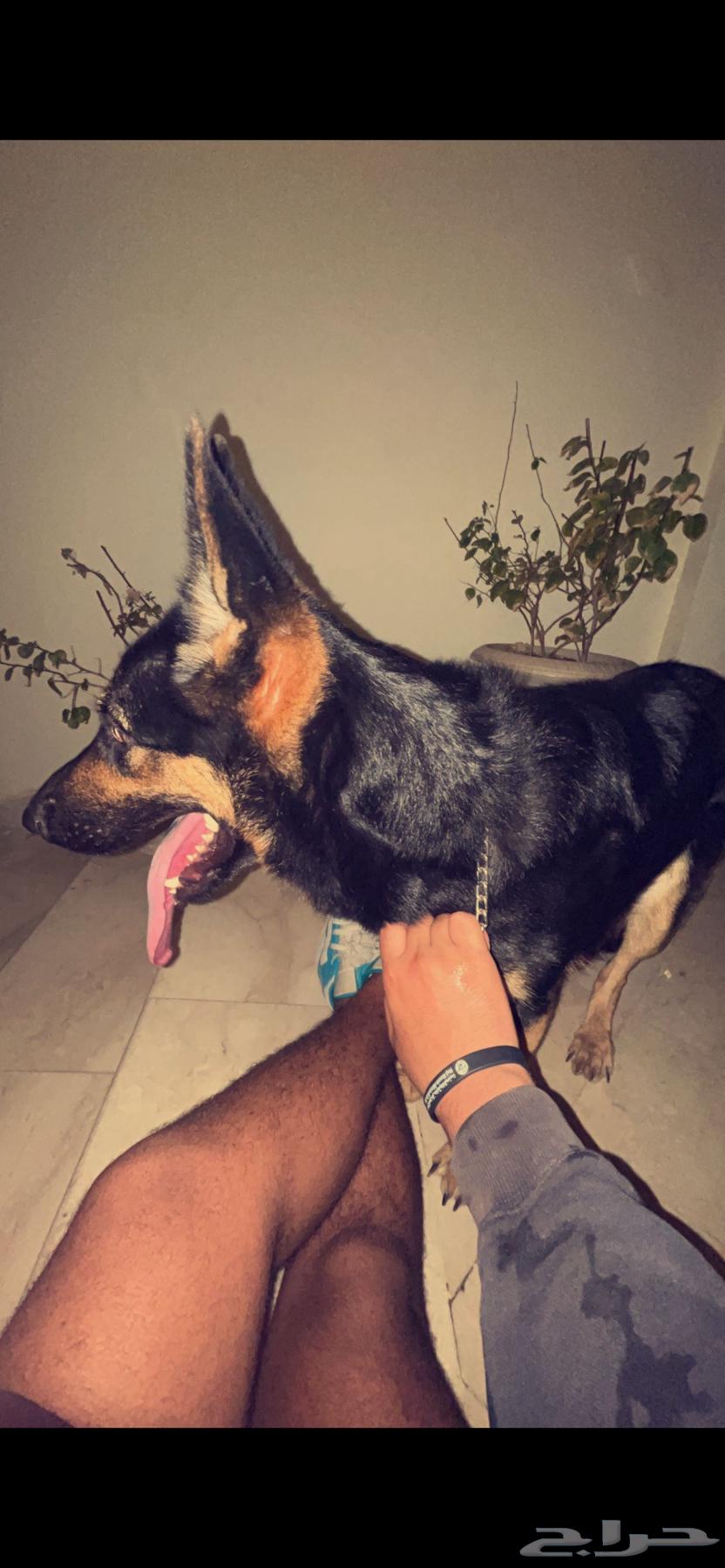 بيعت كلب حراسة ألماني64235636007299111