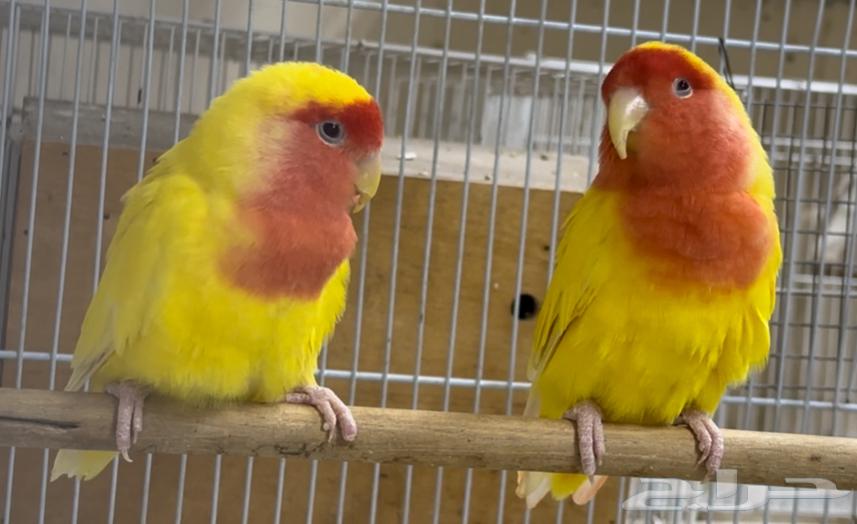 للبيع زوج روز لونق فيذر لاتينو رد فيس دبابه64235176041730110