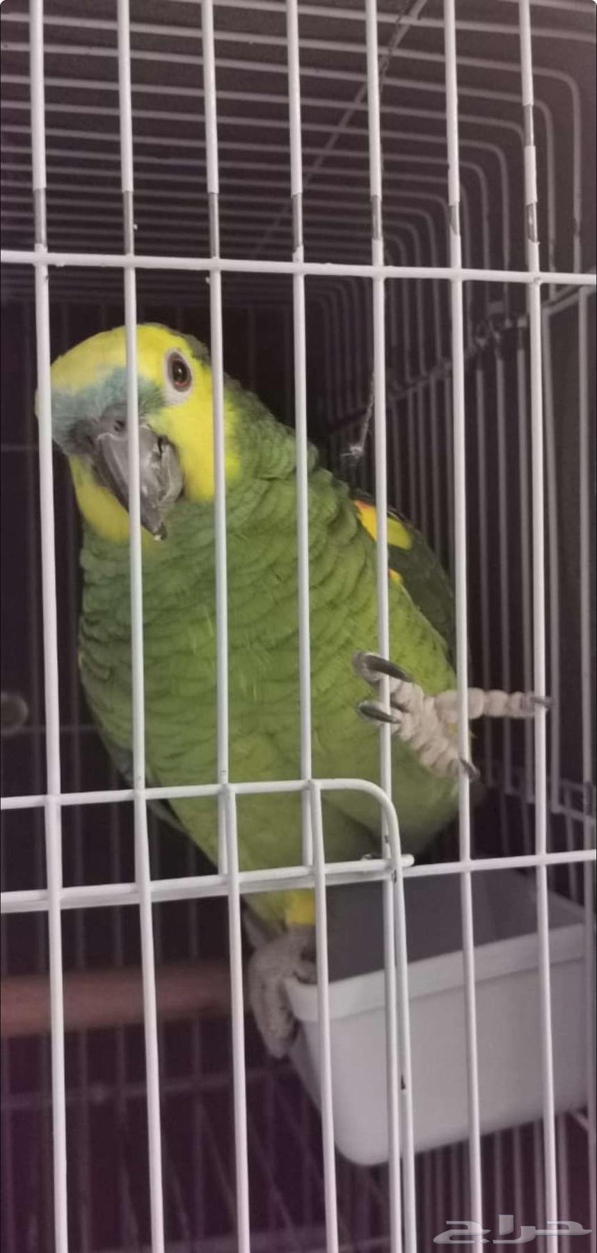 يوجد بغبغان للبيع64250059284737110