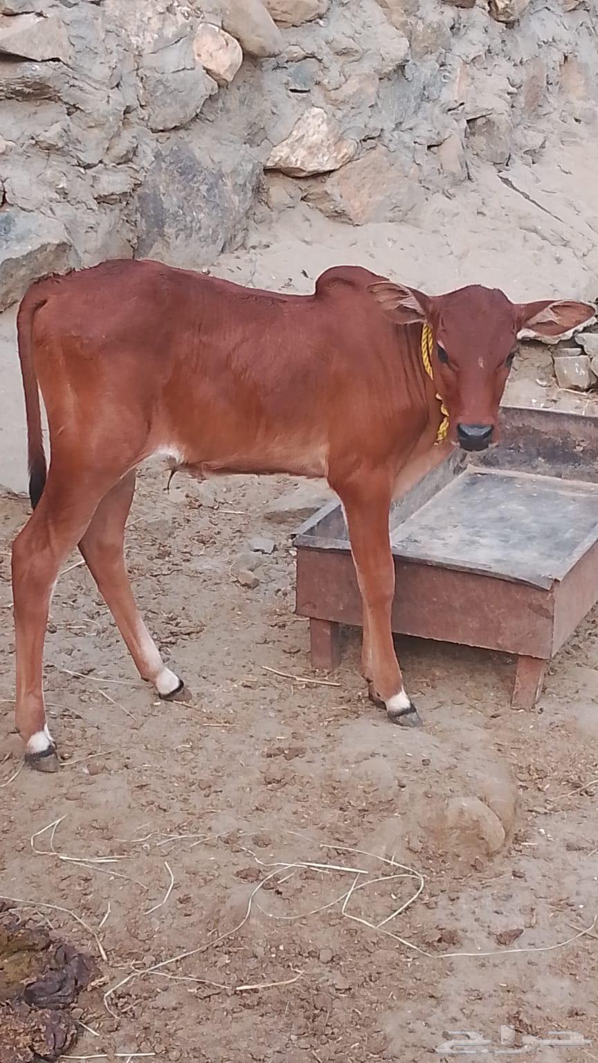 بقرة للبيع منيحة بيت( تم البيع )64242456236547111