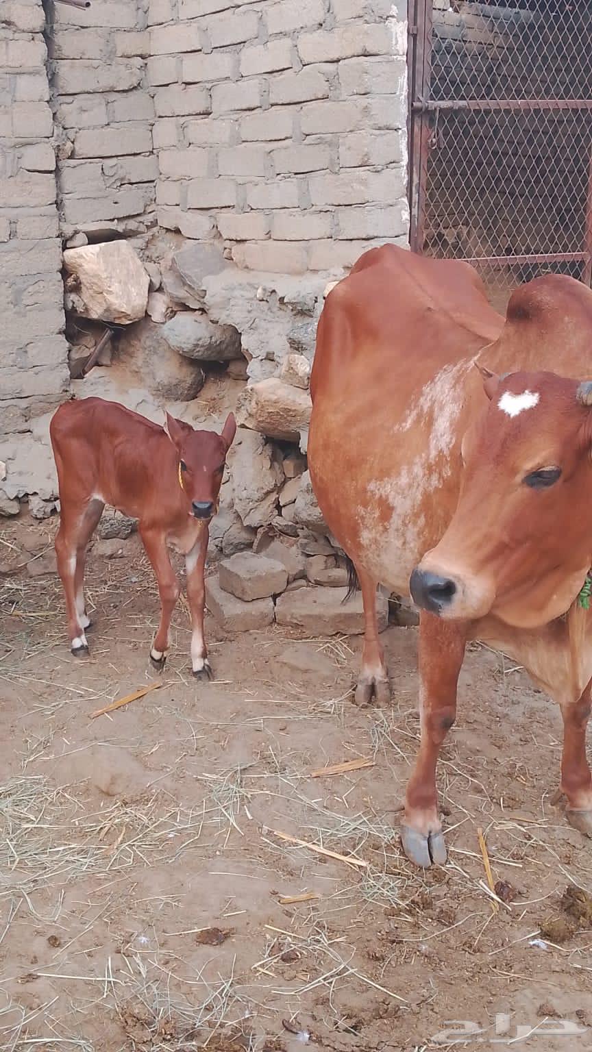 بقرة للبيع منيحة بيت( تم البيع )64242456236547112