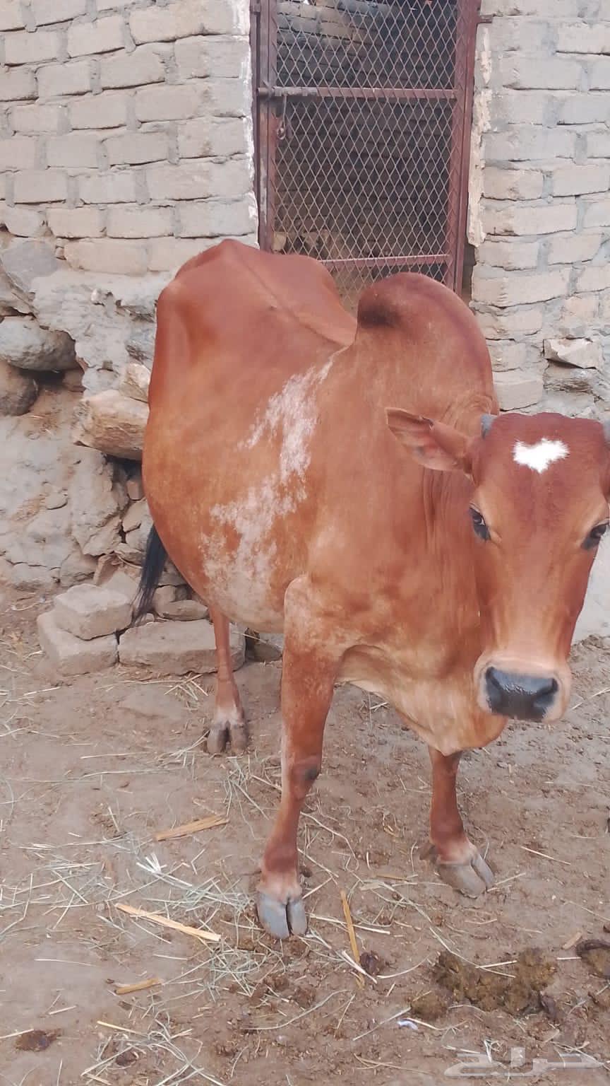 بقرة للبيع منيحة بيت( تم البيع )64242456236547110