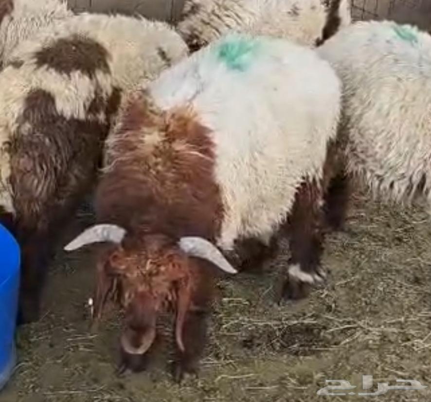 غنم نعيمي للبيع (العدد سته)64254078776706110