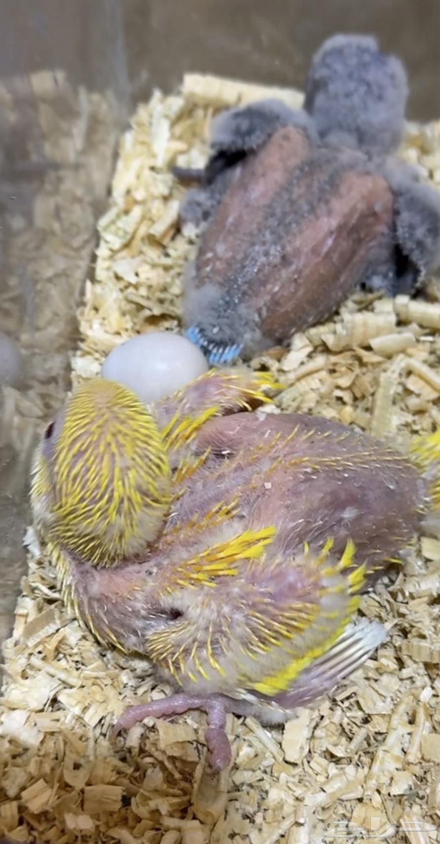 فروخ كويكر الراهب (( تم البيع )) تم البيع64233634775297110