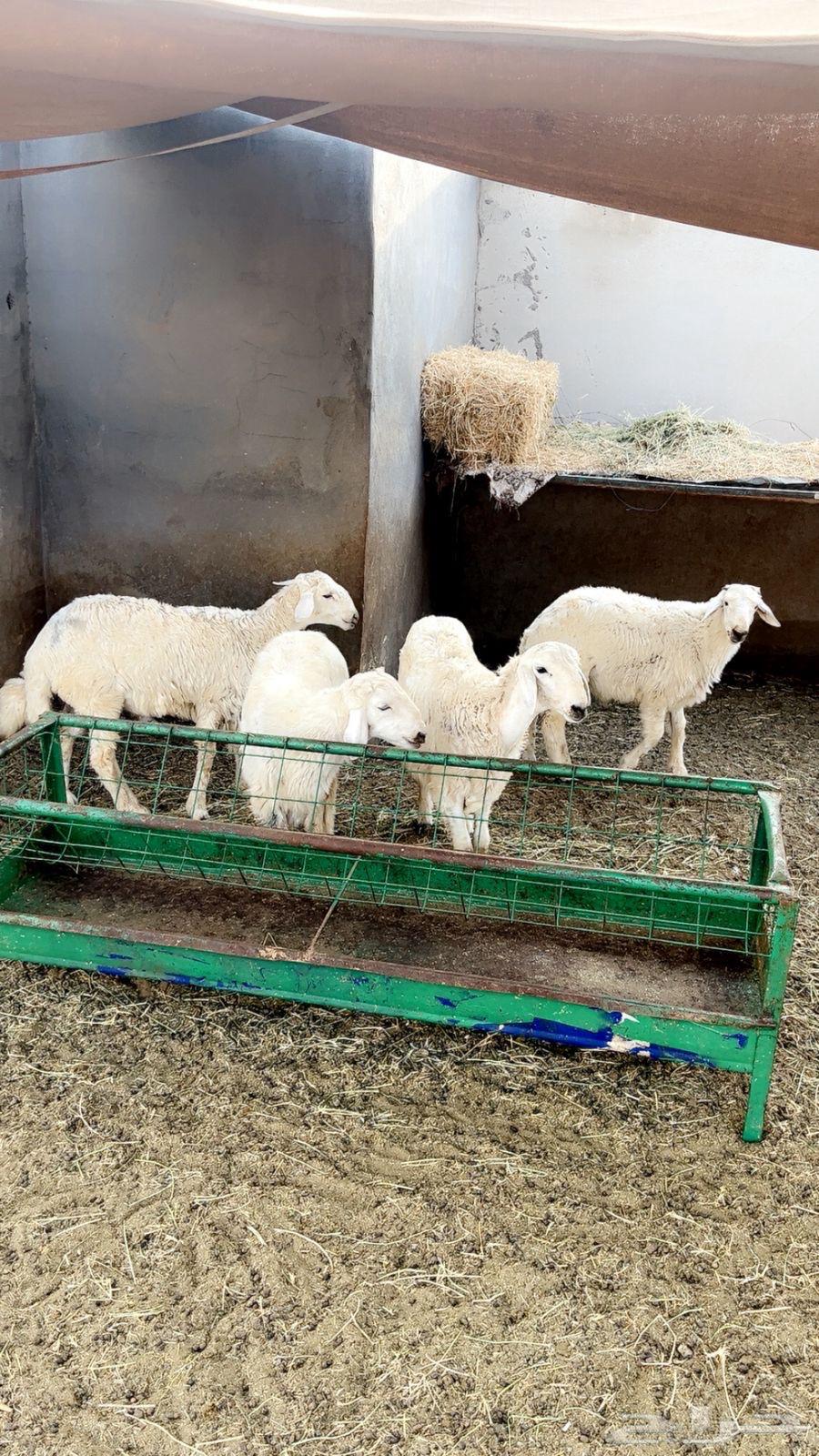 طليان حريه مناسبات وثلاجه64237957293185110