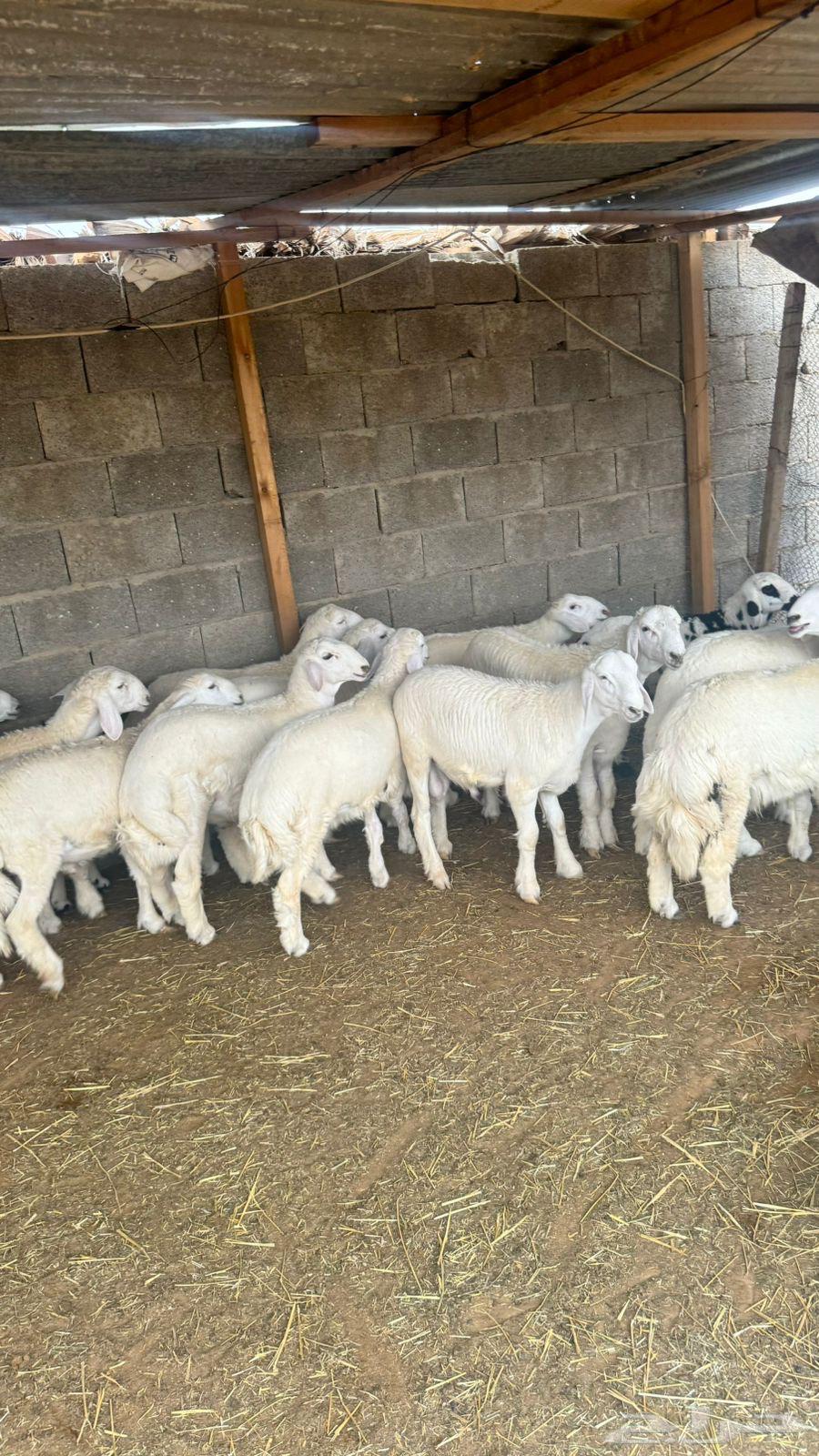 للببيع طليان ذبايح64245809356930111