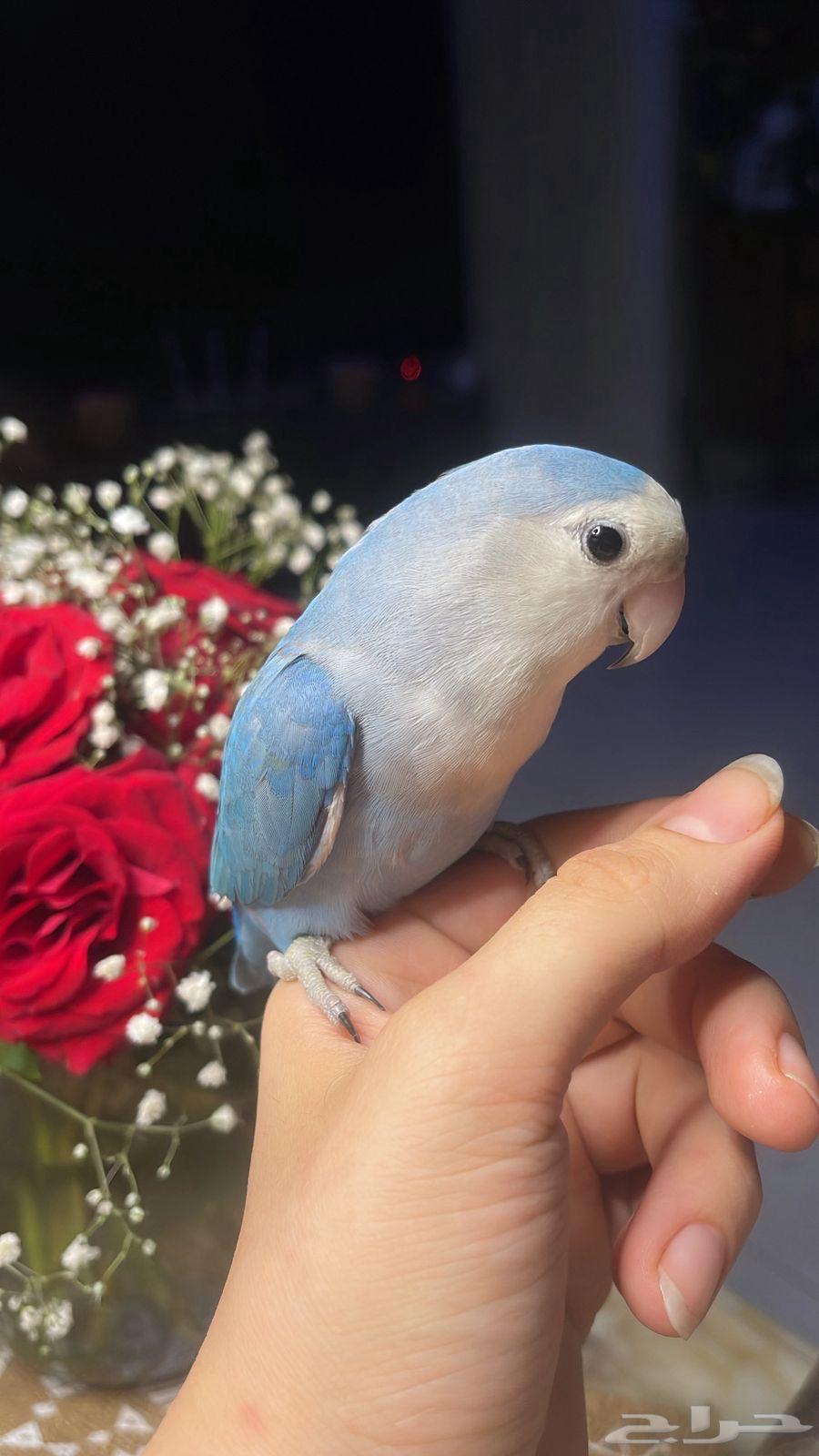 للبيع ببغاء الروز الأليف مناسب للأطفال64239385435265112