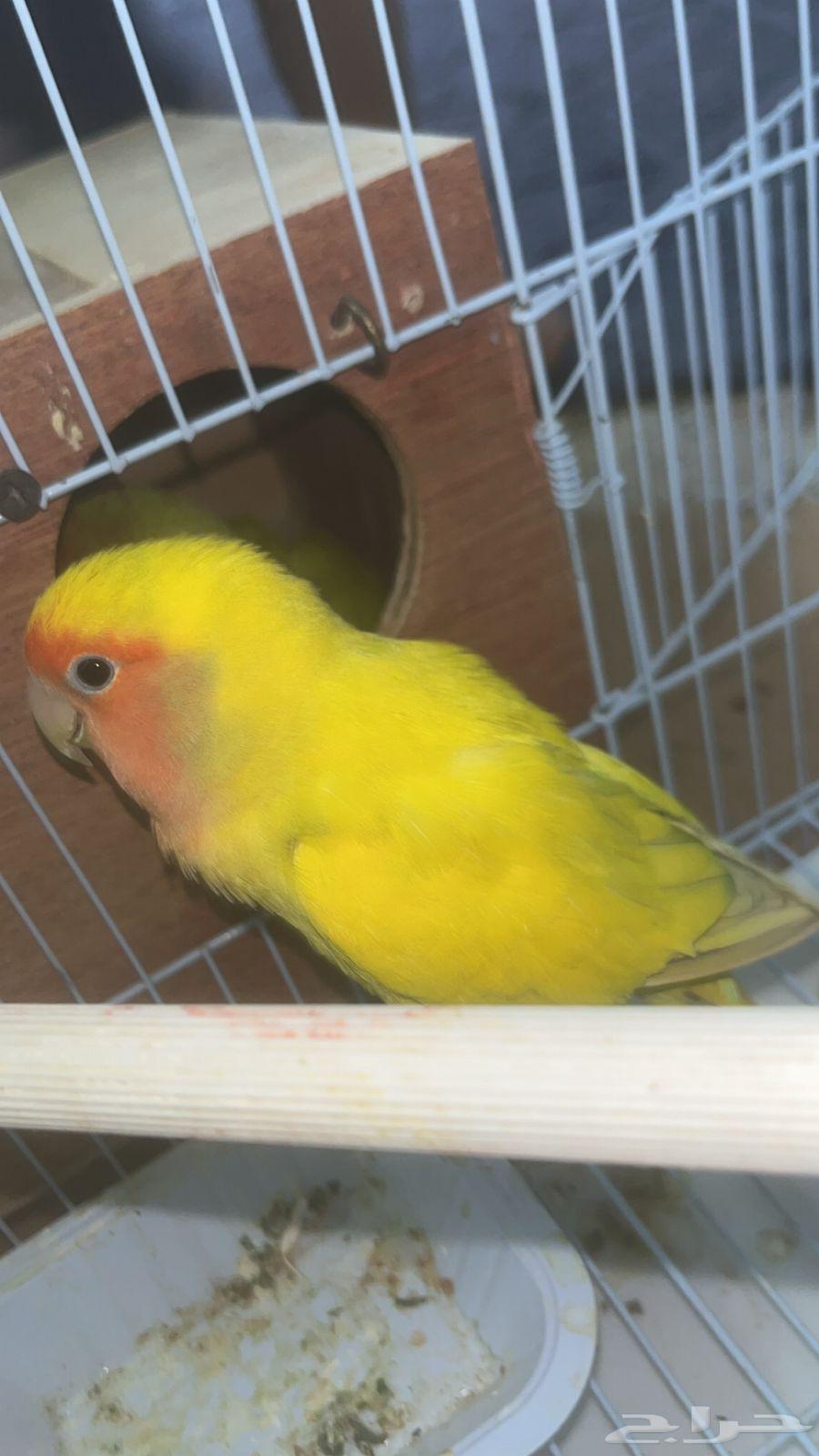 Alif Breeder's Day Birds64250587487618111