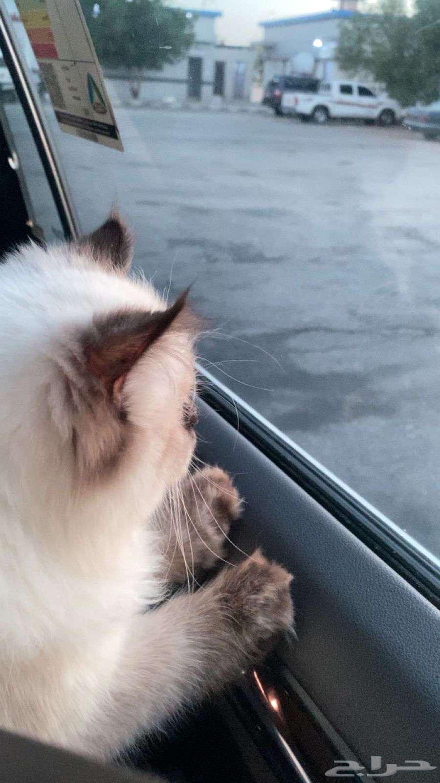 Female Basra cat, 9 months old, name is Candy with her belongings64242264132097111