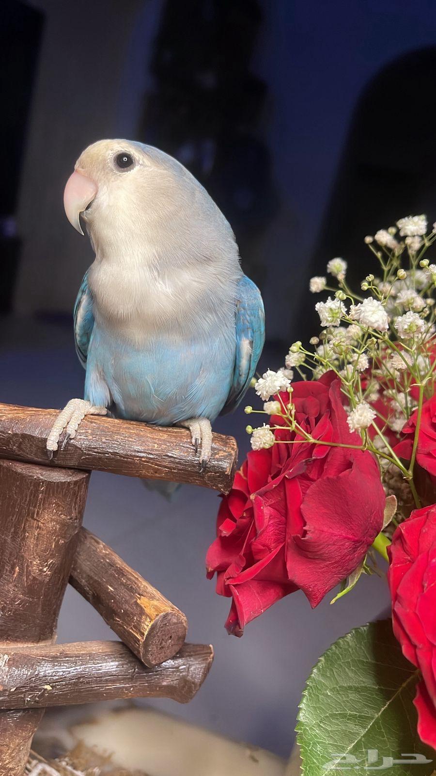 للبيع ببغاء الروز الأليف مناسب للأطفال64239385435265114