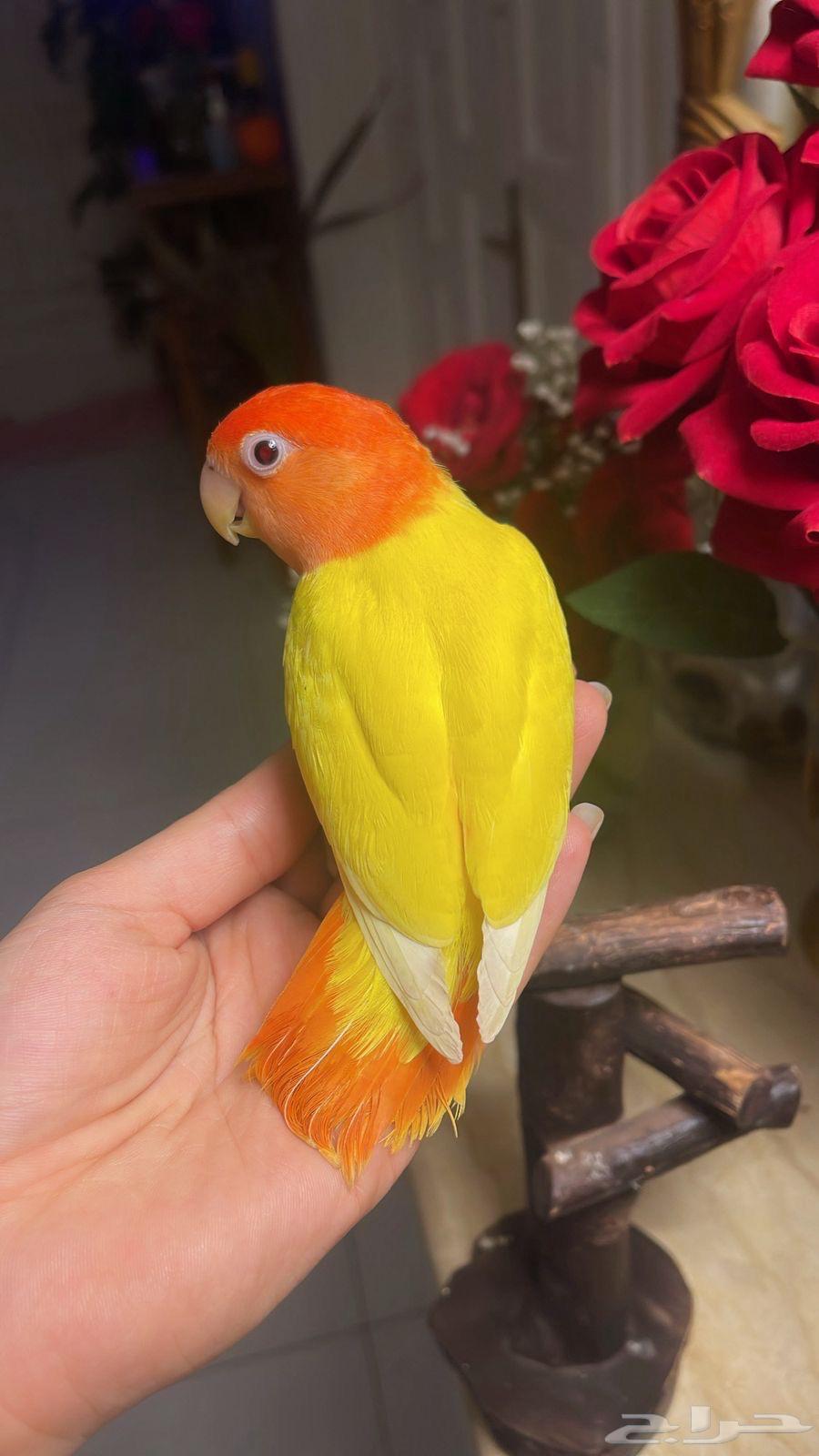 للبيع ببغاء الروز الأليف64232673682563110