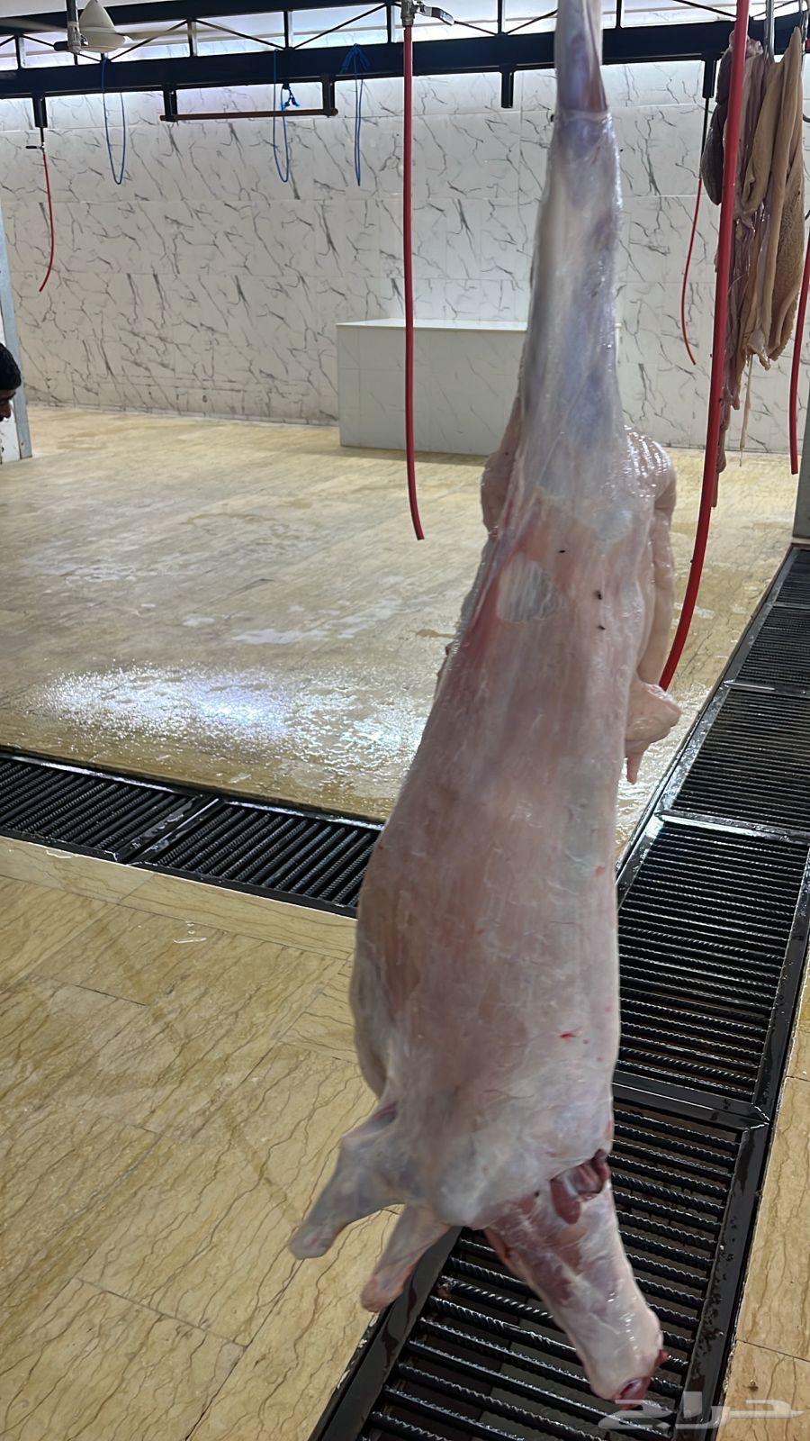 High-quality sheep and goats available64245493917057111