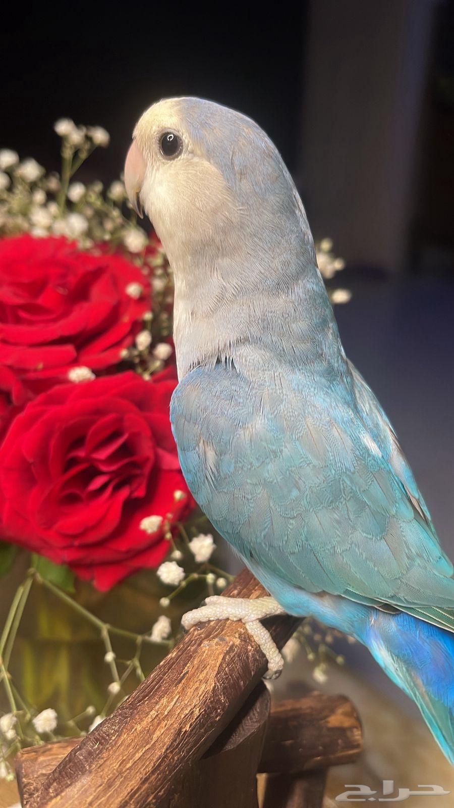 للبيع ببغاء الروز الأليف مناسب للأطفال64239385435265113