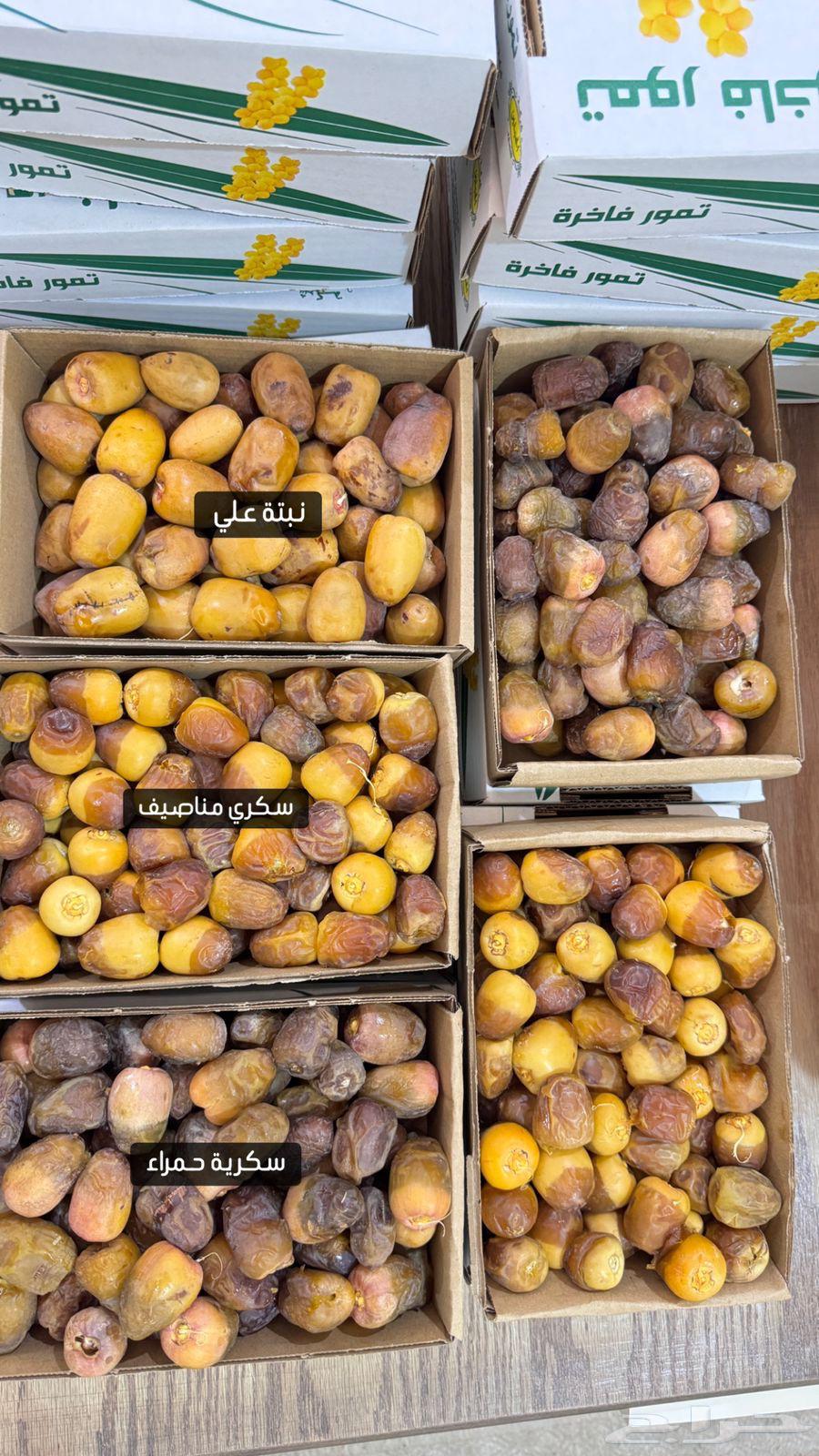 تمر لقط يومي للبيع بدون كيماوي64232339074178110