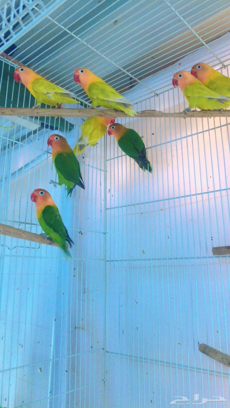 Passport Group Fushar64246646949249112