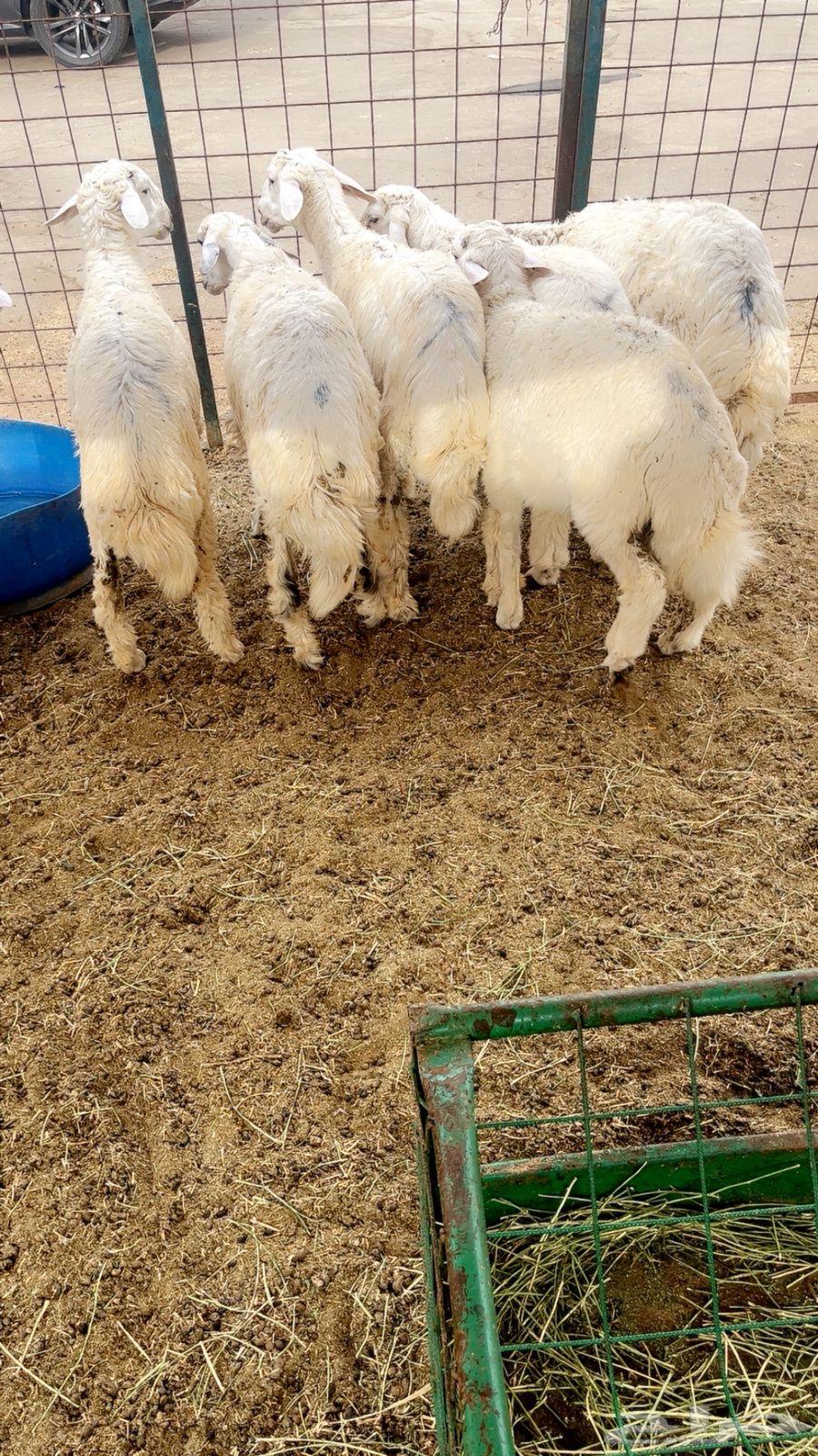 طليان حريه مناسبات وثلاجه64237957293185112