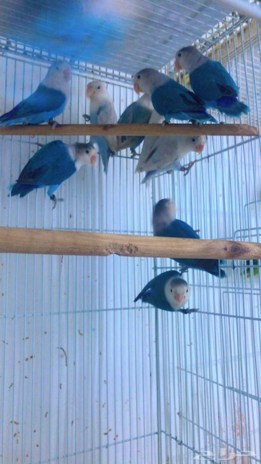 Passport Group Fushar64246646949249113