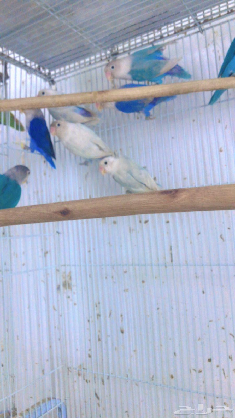 Passport Group Fushar64246646949249110