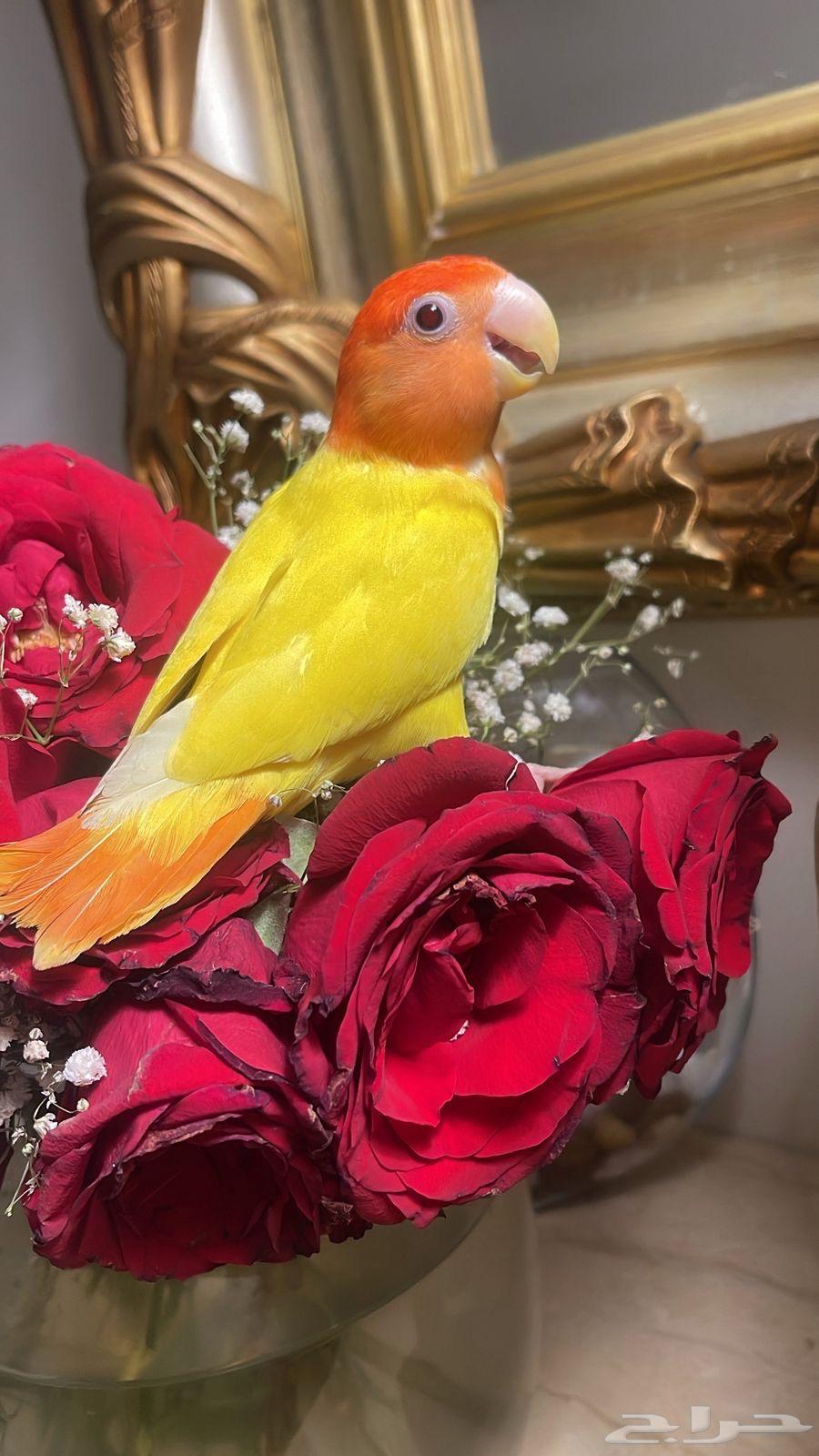 للبيع ببغاء الروز الأليف64232673682563114