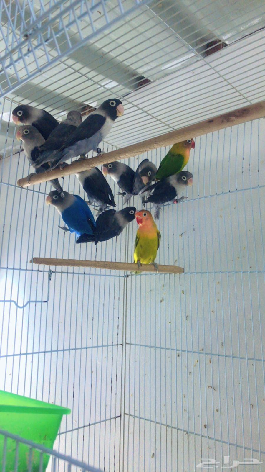 Passport Group Fushar64246646949249114