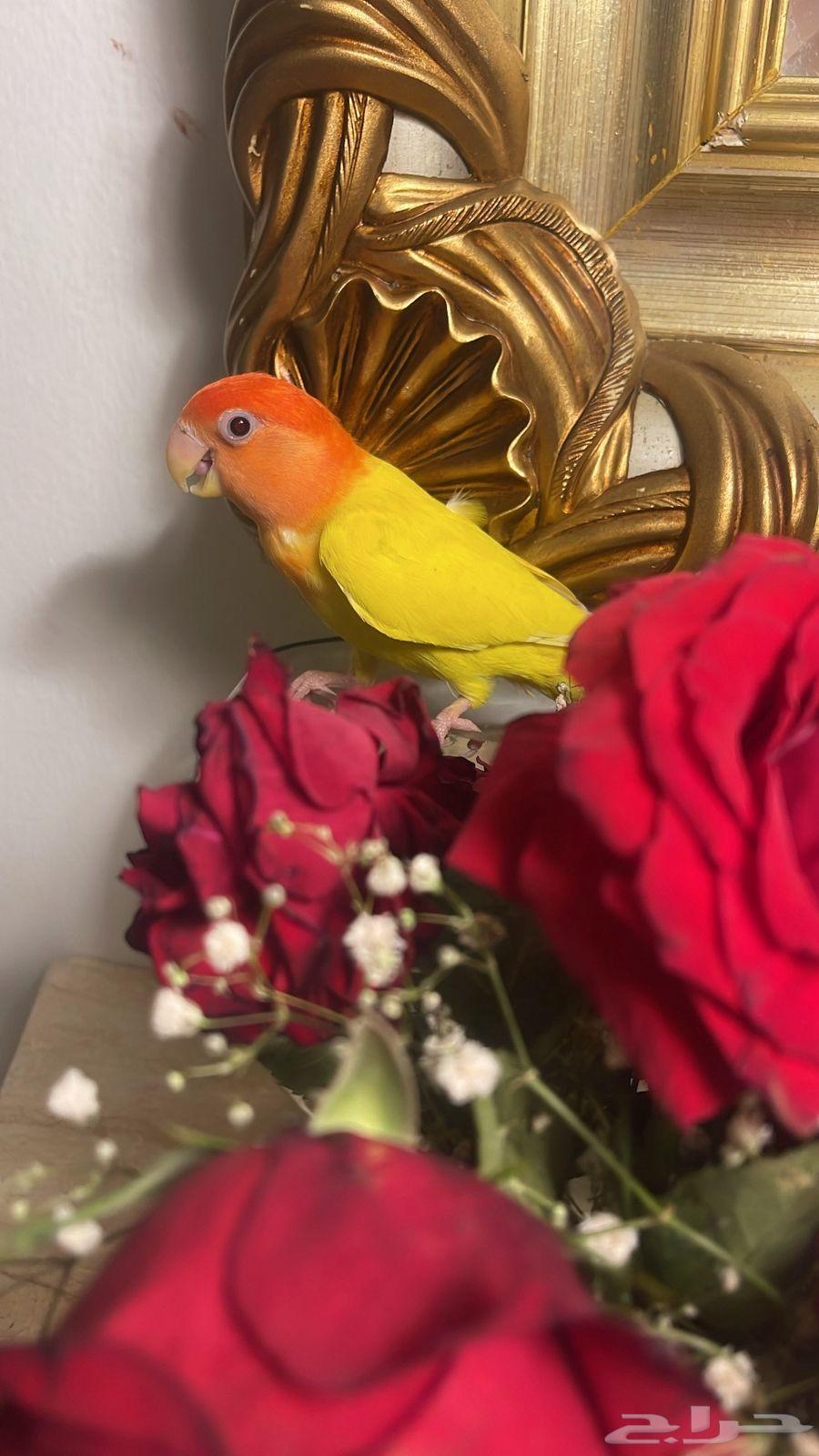 للبيع ببغاء الروز الأليف64232673682563112