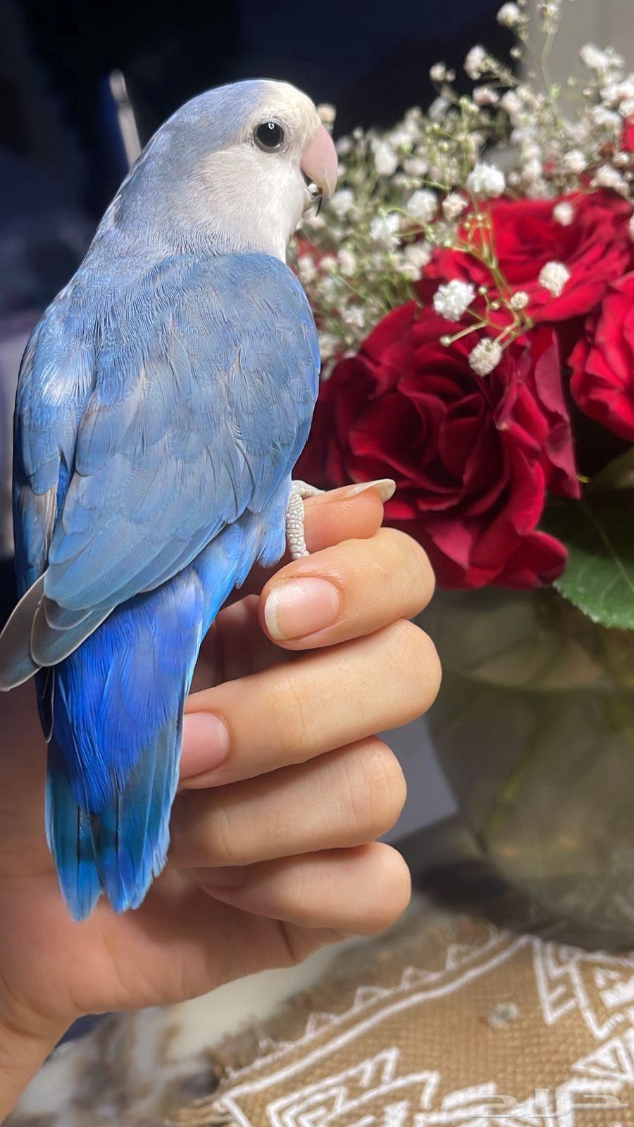 للبيع ببغاء الروز الأليف مناسب للأطفال64239385435265111