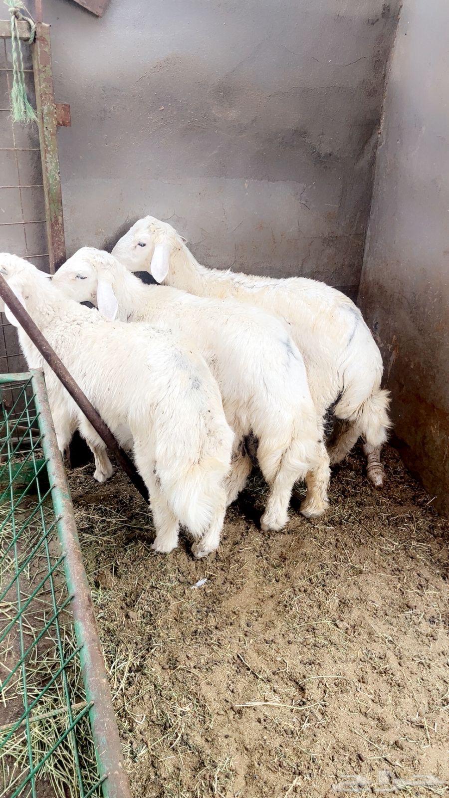 طليان حريه مناسبات وثلاجه64237957293185111