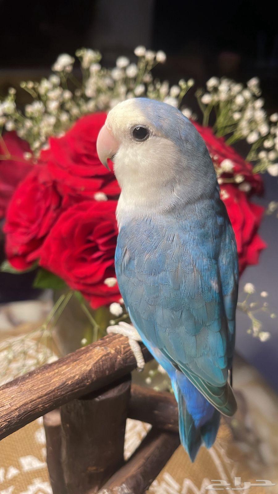 للبيع ببغاء الروز الأليف مناسب للأطفال64239385435265110