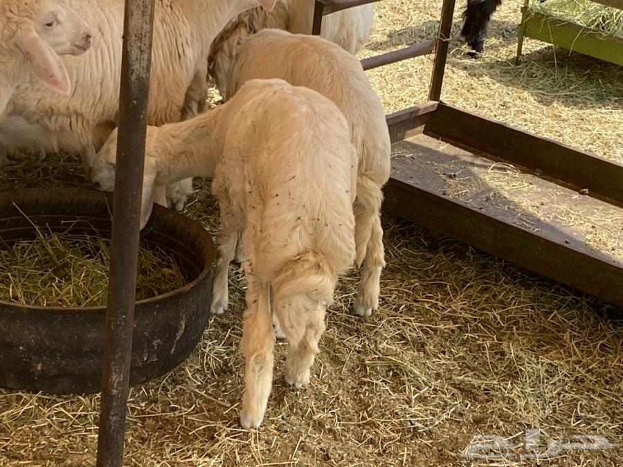 طليان بهم تربية64242468149891111