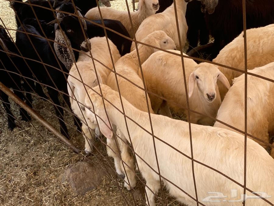 طليان بهم تربية64242468149891110