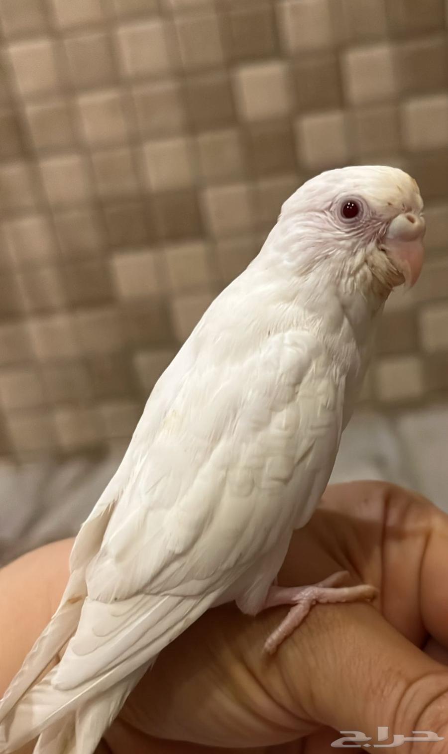 طيور الحب64251879234050112