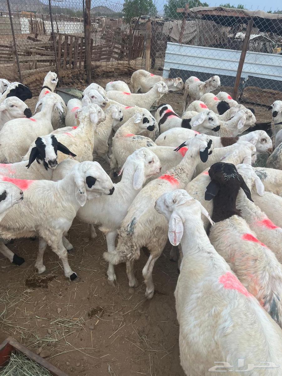 سواكن بيض64252165305602114