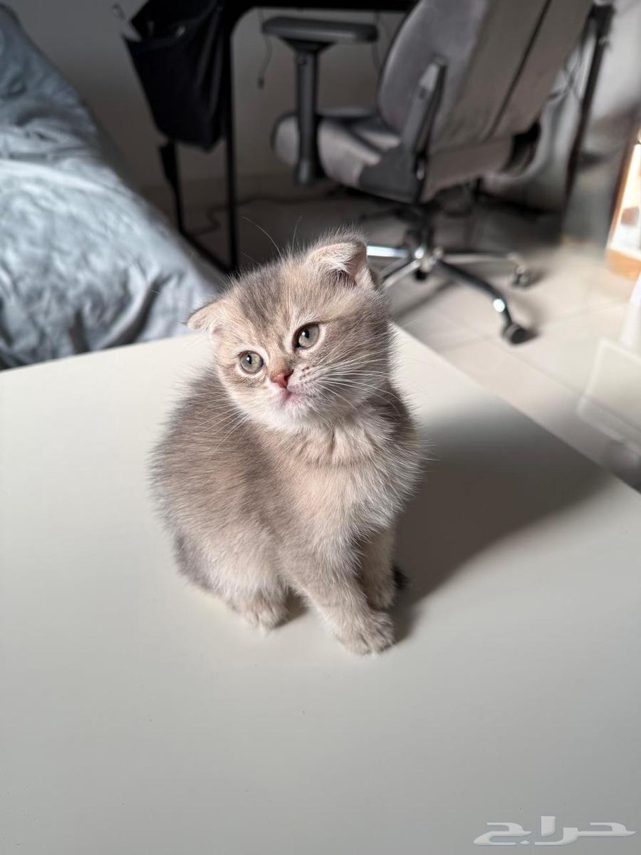 قطط للبيع64236283475331112