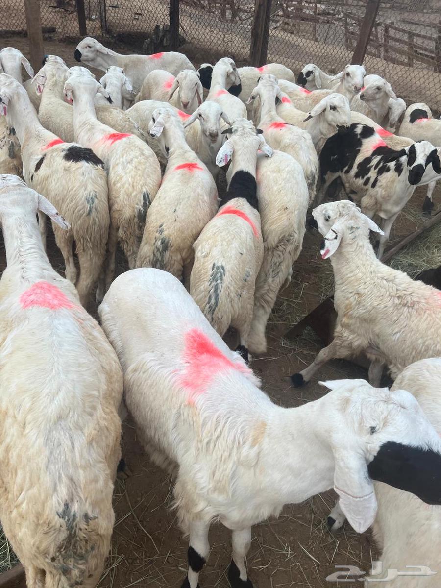 سواكن بيض64252165305602112