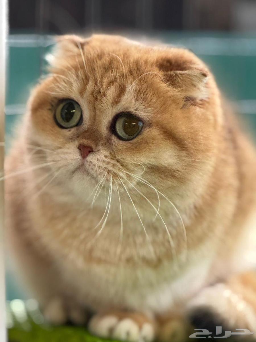 انثى سكوتش فولد ny12 مستوردة للبيع64255240842883111