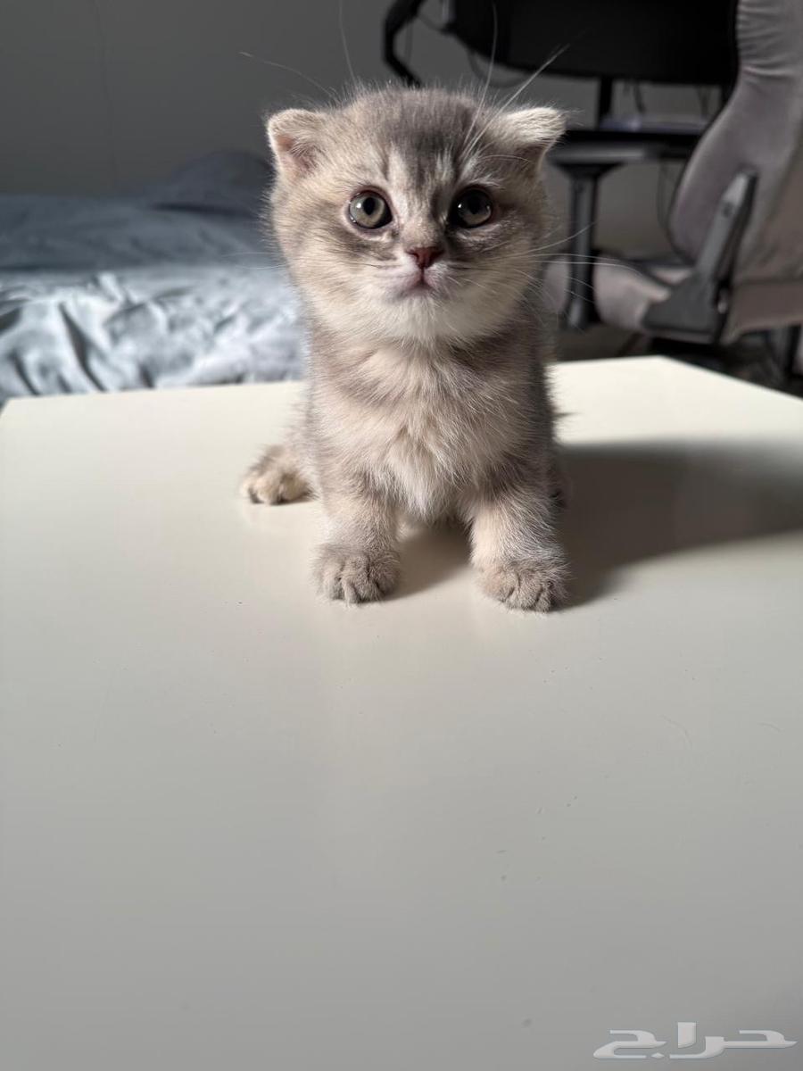 قطط للبيع64236283475331113
