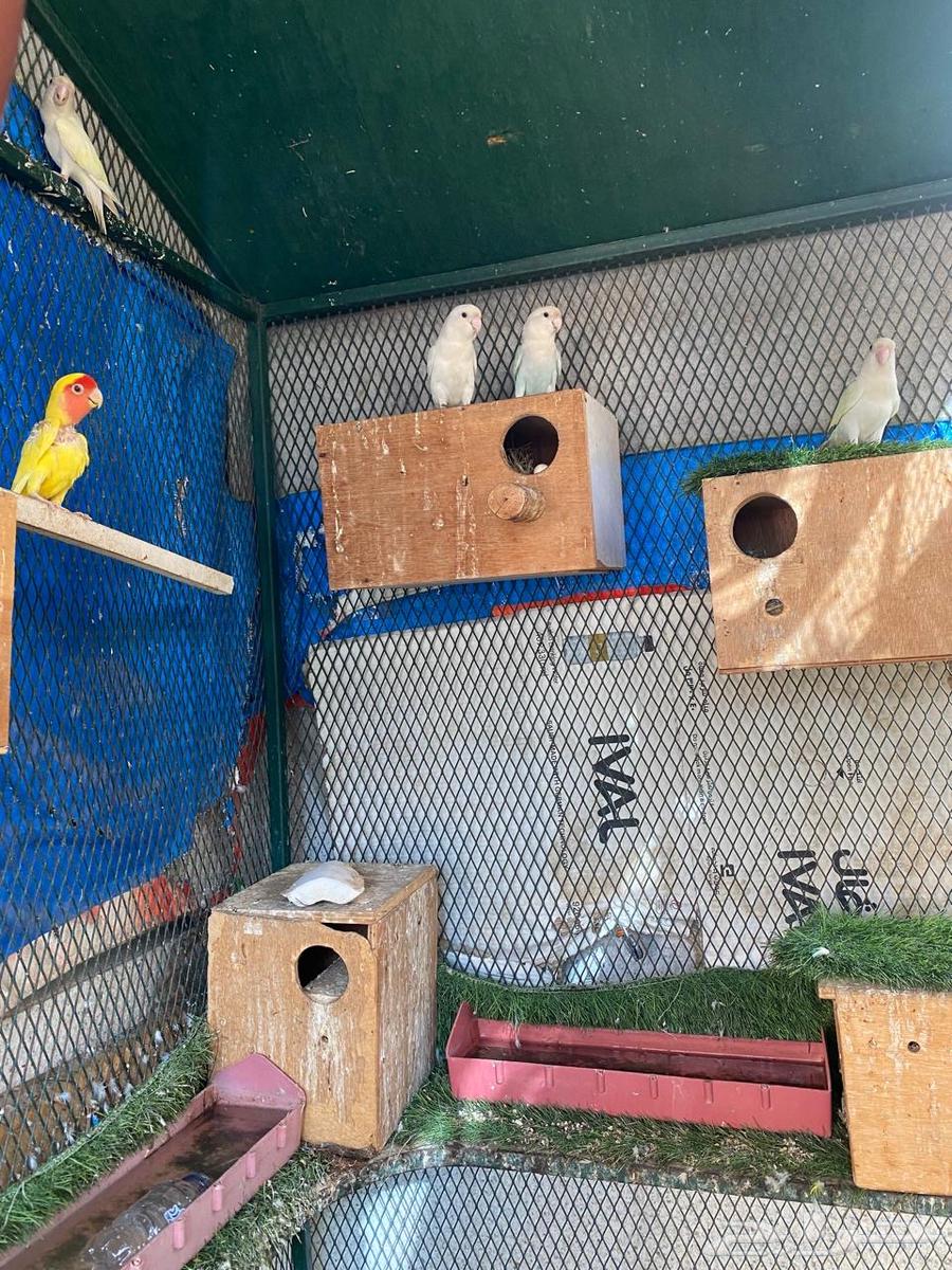 طيور روز و قفص كبير للطيور64245651730305111