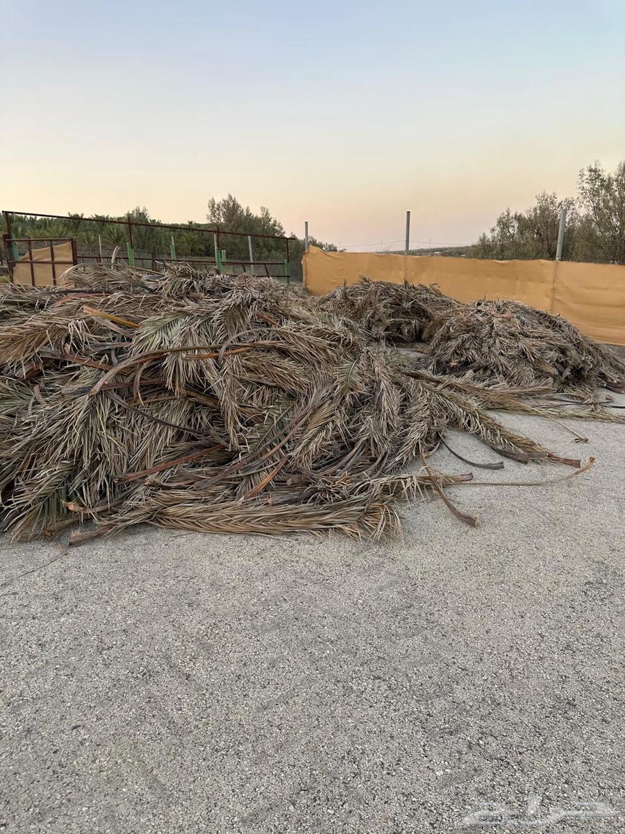 للبيع عسبان او جريد64245288652162110