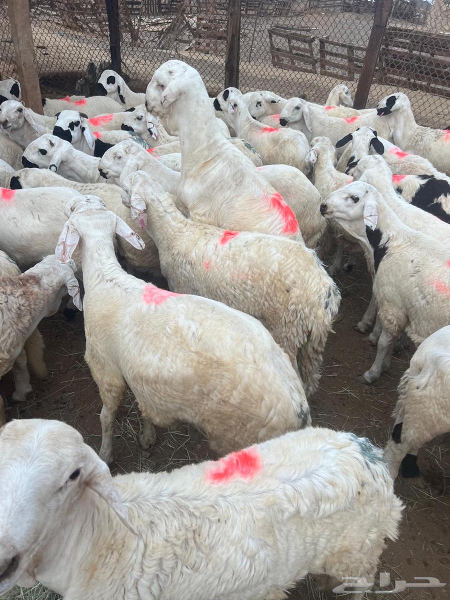 سواكن بيض64252165305602111