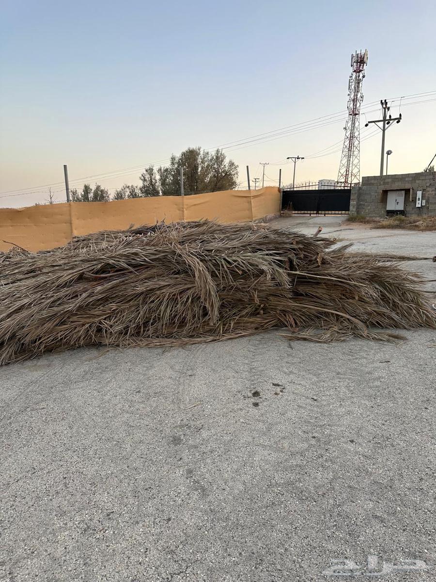 للبيع عسبان او جريد64245288652162111