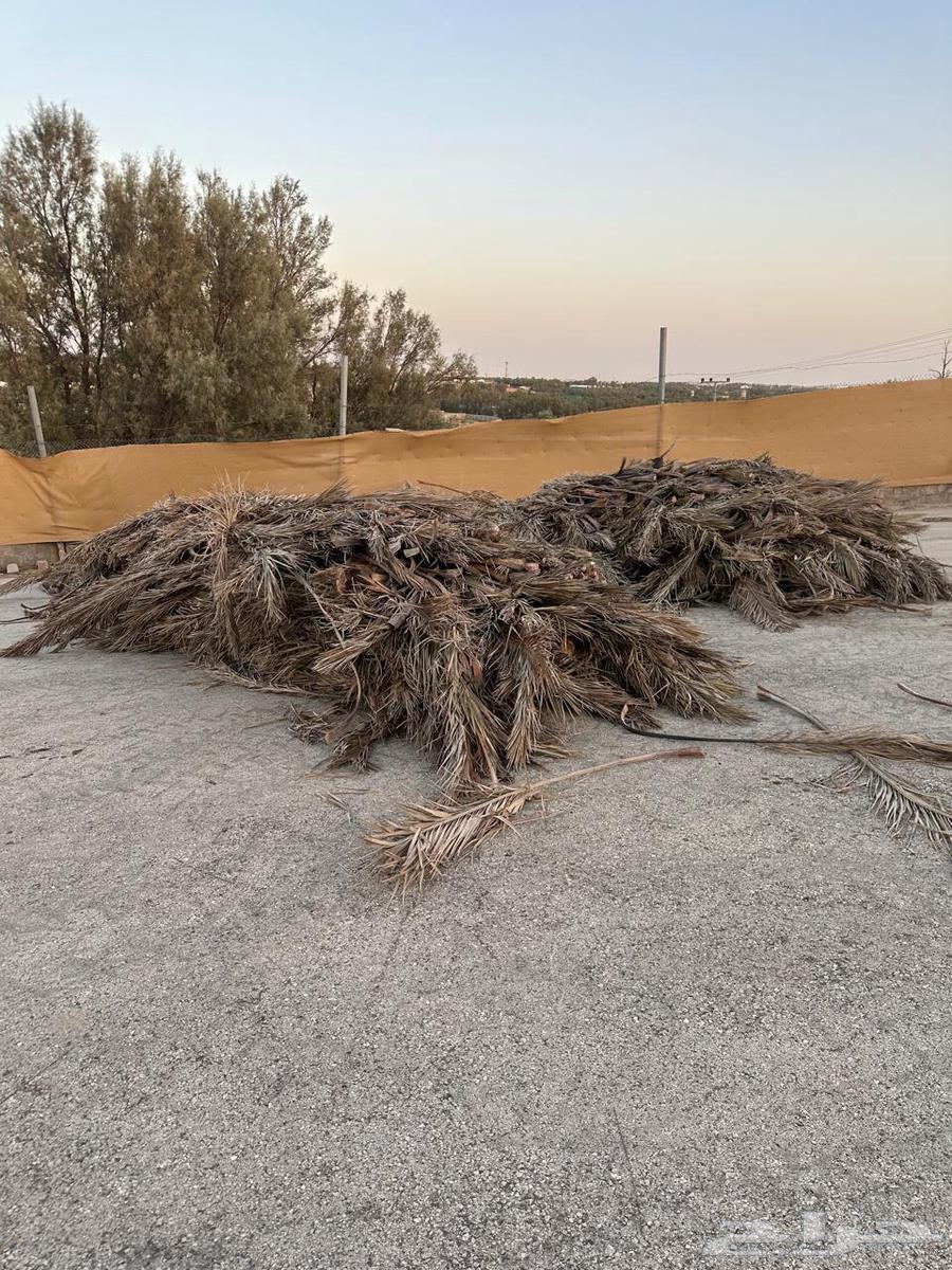 للبيع عسبان او جريد64245288652162112