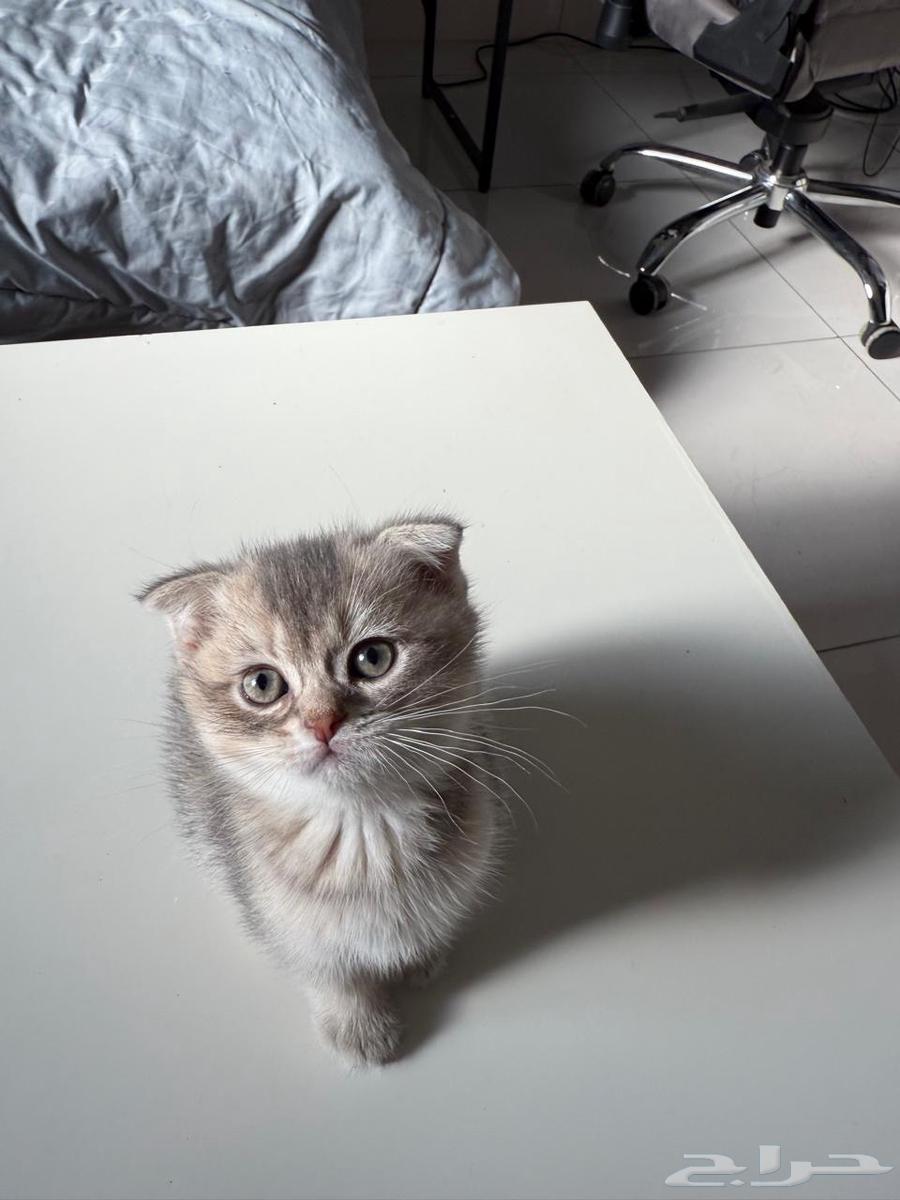 قطط للبيع64236283475331110