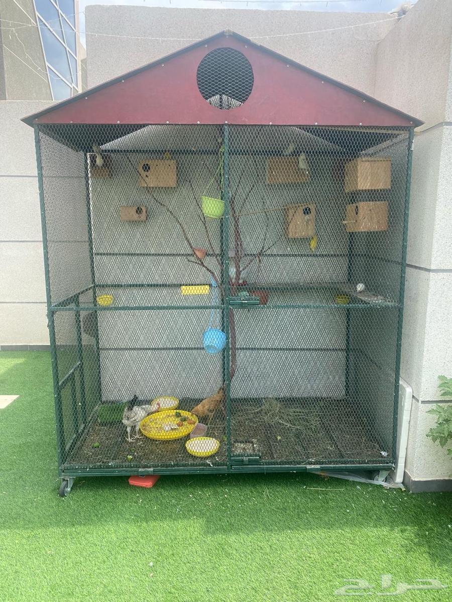 طيور روز و قفص كبير للطيور64245651730305110