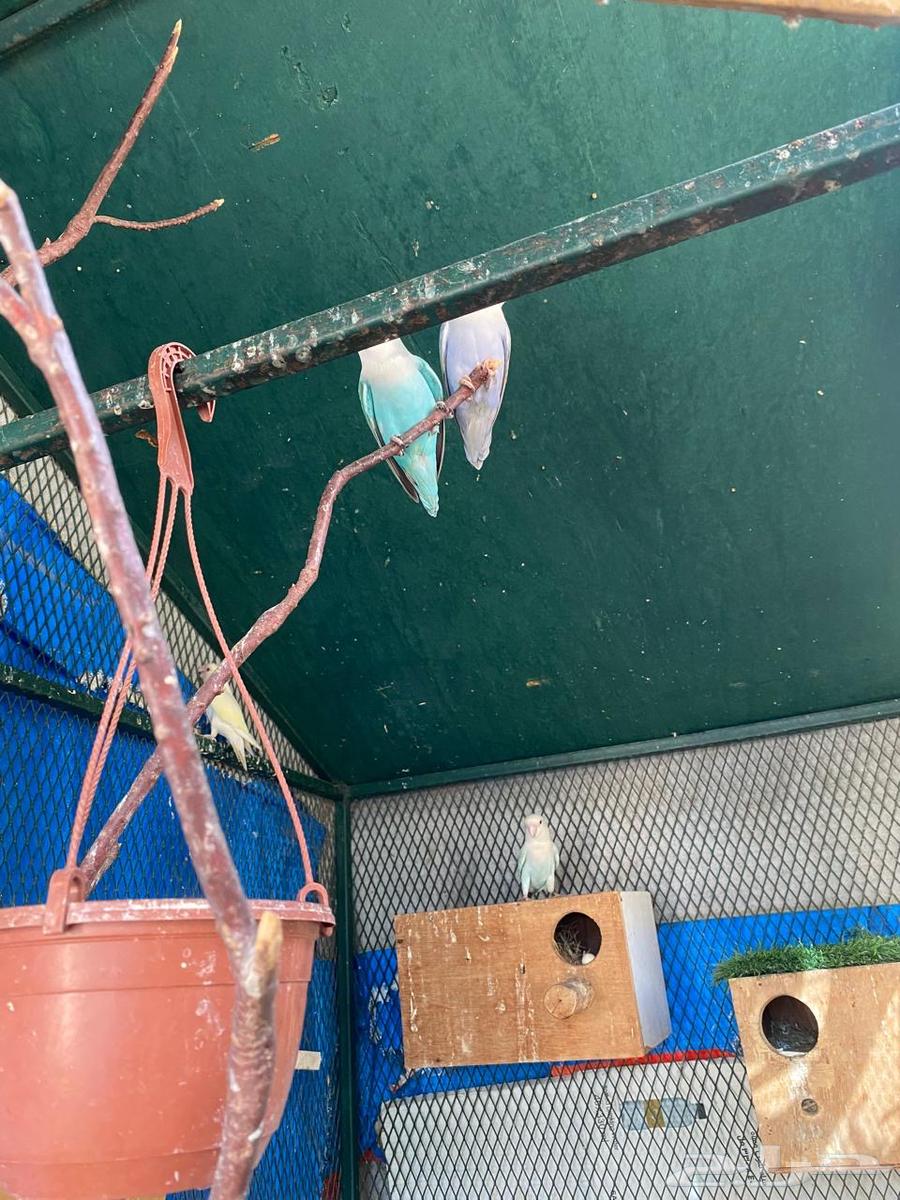 طيور روز و قفص كبير للطيور64245651730305112