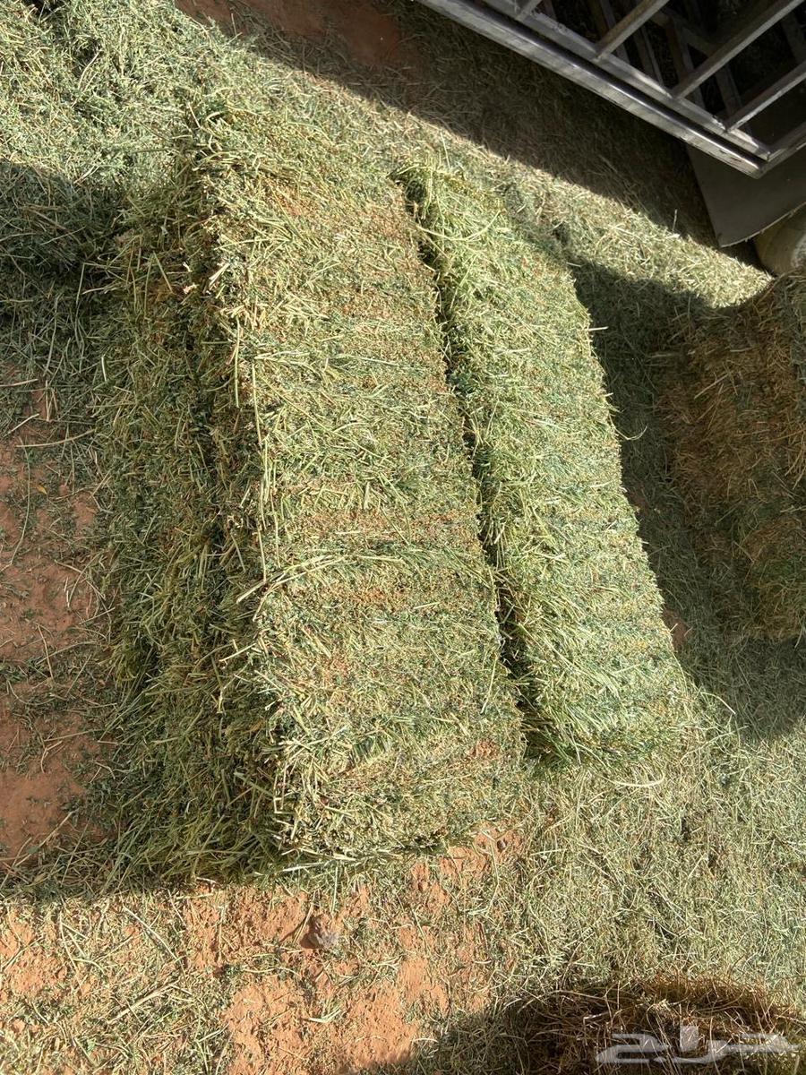 برسيم صافي64237727083267113