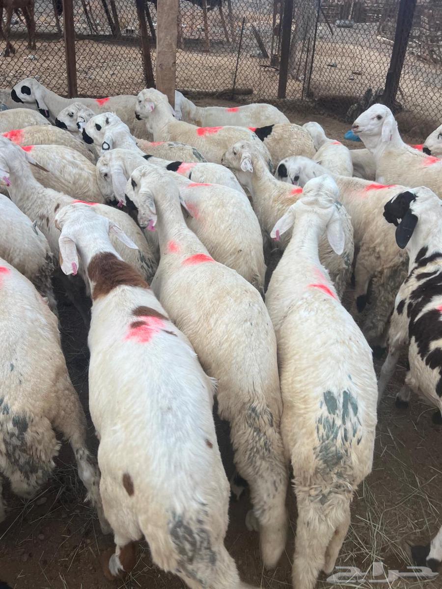 سواكن بيض64252165305602110