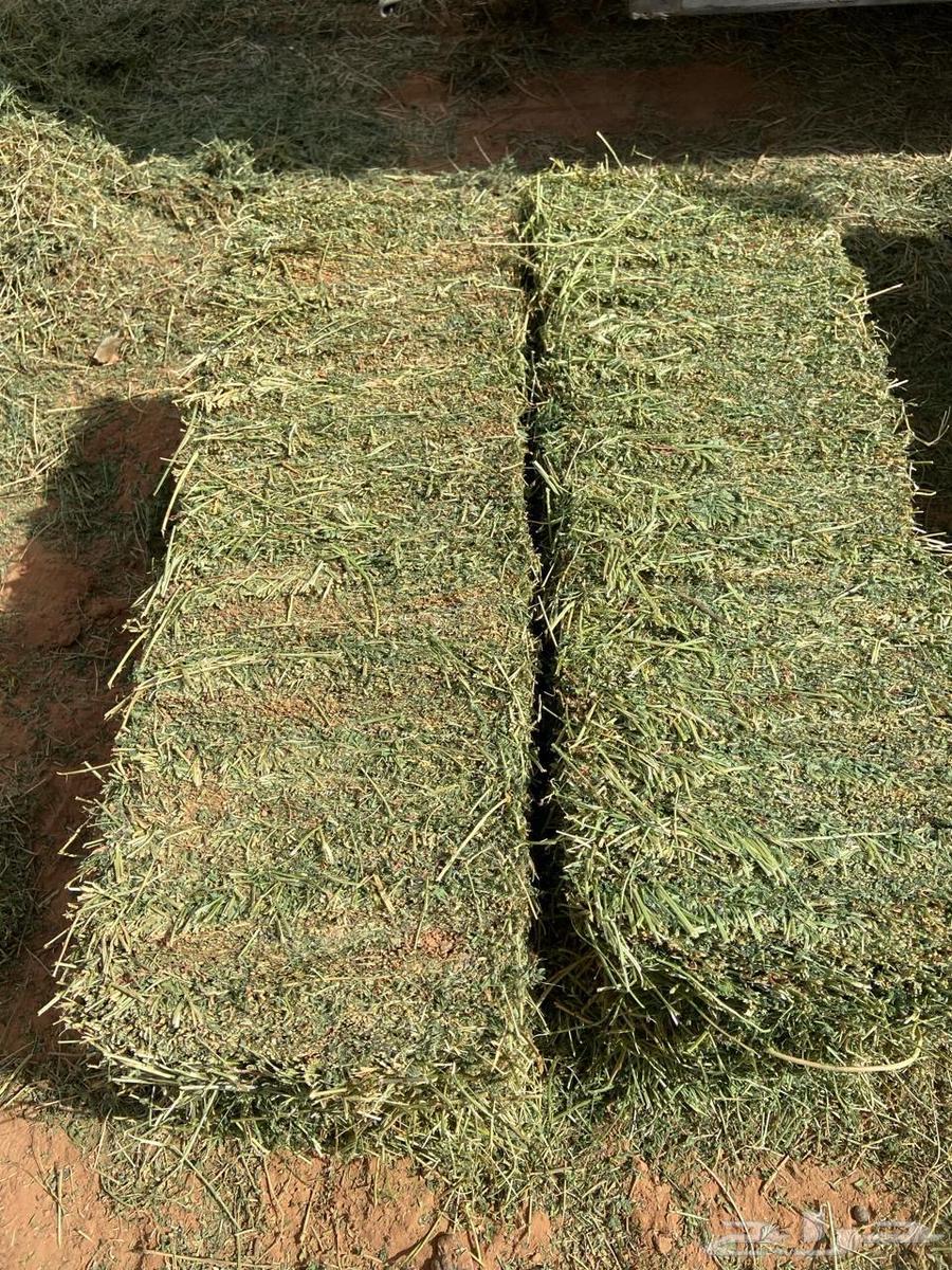 برسيم صافي64237727083267112