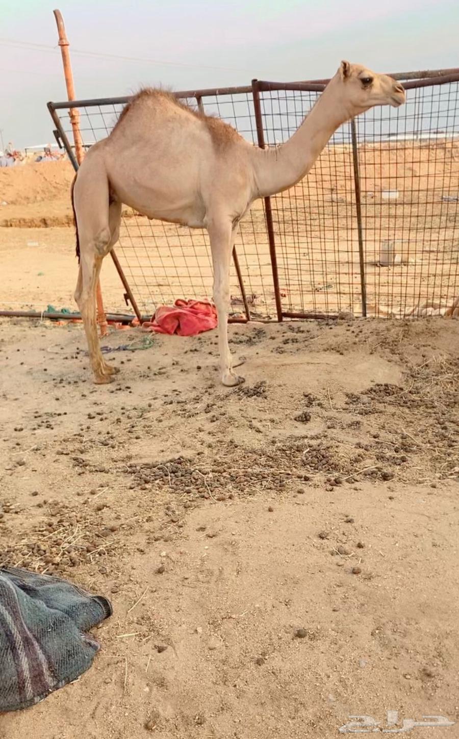 حواره نوعيه فاخره VIP64239534561411110