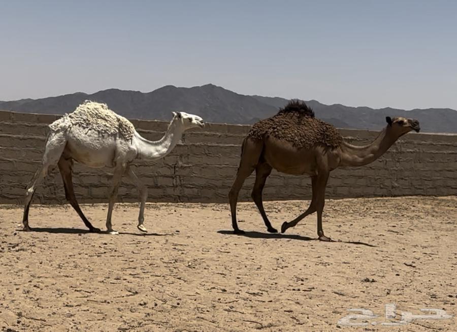 مفاريد وحيران64260786641794110